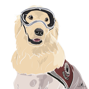 Service dog lab sales coat